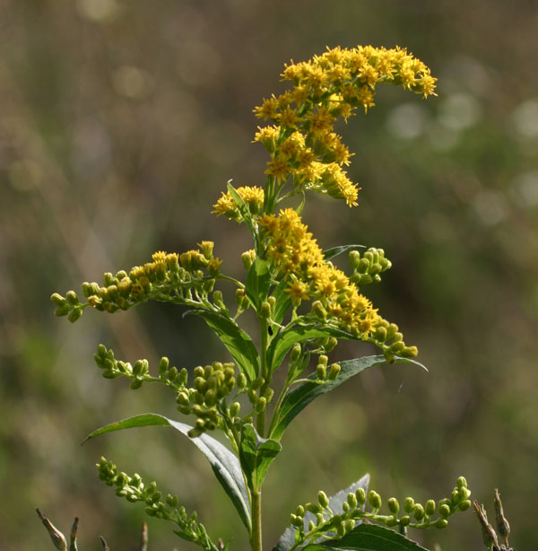 Solidago gigantea